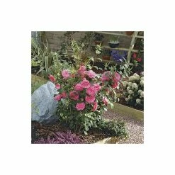 Deals 👏 Camellia japonica 'Mrs Tingley' 🔔 -Ornamental Shrubs Sales TR1004 add image 2 c49e