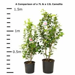 Deals 👏 Camellia japonica 'Mrs Tingley' 🔔 -Ornamental Shrubs Sales TR1004 add image 4 d627