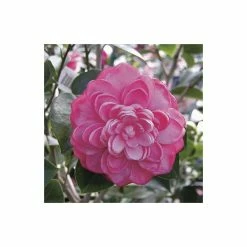 Deals π Camellia japonica 'Mrs Tingley' π