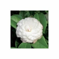 Wholesale 👍 Camellia japonica 'Nuccios Pearl' 😍 -Ornamental Shrubs Sales TR1006 add image 1 b81c