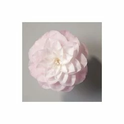 Wholesale 👍 Camellia japonica 'Nuccios Pearl' 😍 -Ornamental Shrubs Sales TR1006 add image 2 7599