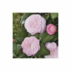 Wholesale 👍 Camellia japonica 'Nuccios Pearl' 😍 -Ornamental Shrubs Sales TR1006 add image 3 19ba