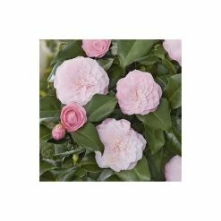 Wholesale 👍 Camellia japonica 'Nuccios Pearl' 😍