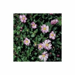 Buy โจ 2ft Camellia Sasanqua 'Cleopatra' | 7L Pot | ๐งจ