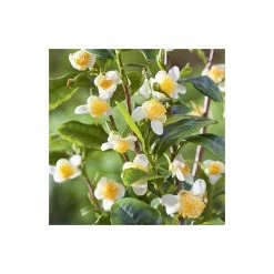 Budget 🔔 1ft Tea Plant | 3L Pot | Camellia Sinensis var. Sinensis 🔥