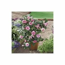 New π 0.6-1.6ft Camellia 'Triumphans' | 9cm Pot | Camellia japonica π 5 New π 0.6-1.6ft Camellia 'Triumphans' | 9cm Pot | Camellia japonica π -Ornamental Shrubs Sales TR1025 add image 1 4e07