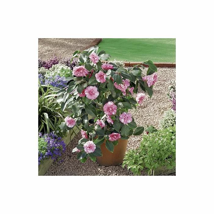 New π 0.6-1.6ft Camellia 'Triumphans' | 9cm Pot | Camellia japonica π 3 New π 0.6-1.6ft Camellia 'Triumphans' | 9cm Pot | Camellia japonica π - Image 3