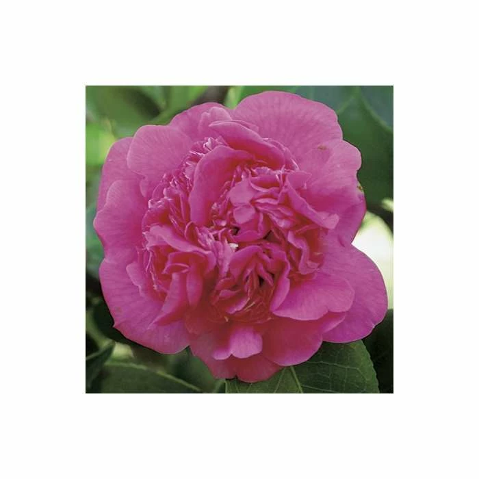New π 0.6-1.6ft Camellia 'Triumphans' | 9cm Pot | Camellia japonica π 1 New π 0.6-1.6ft Camellia 'Triumphans' | 9cm Pot | Camellia japonica π