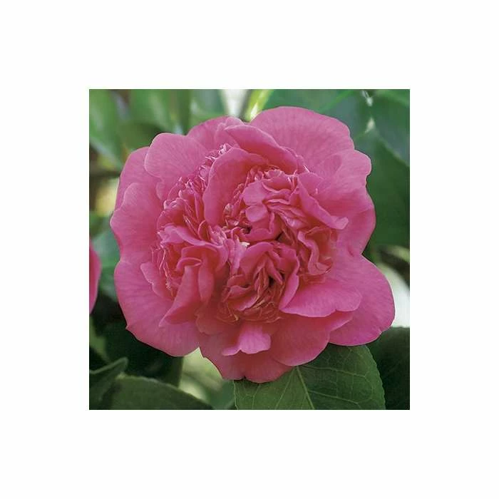 New π 0.6-1.6ft Camellia 'Triumphans' | 9cm Pot | Camellia japonica π 2 New π 0.6-1.6ft Camellia 'Triumphans' | 9cm Pot | Camellia japonica π - Image 2