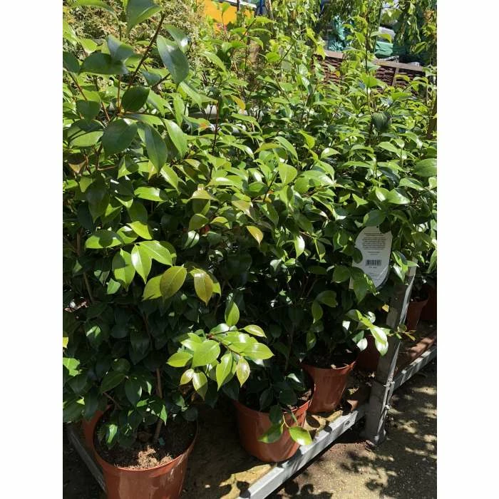 Flash Sale ๐ 0.6-1.6ft Camellia 'Blood of China' | 9cm Pot | Camellia japonica ๐ 2 Flash Sale ๐ 0.6-1.6ft Camellia 'Blood of China' | 9cm Pot | Camellia japonica ๐ - Image 2