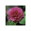 Flash Sale 👏 0.6-1.6ft Camellia 'Blood of China' | 9cm Pot | Camellia japonica 🔔