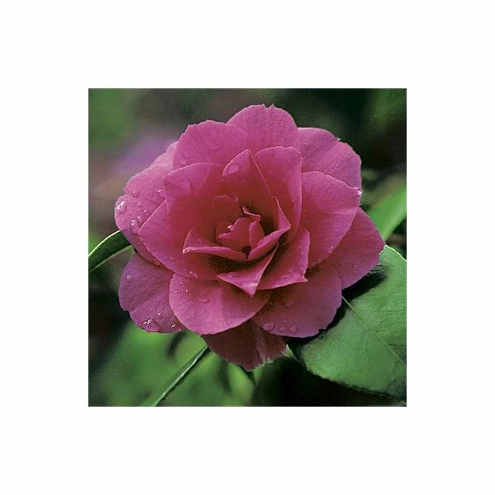 Flash Sale ๐ 0.6-1.6ft Camellia 'Blood of China' | 9cm Pot | Camellia japonica ๐ 1 Flash Sale ๐ 0.6-1.6ft Camellia 'Blood of China' | 9cm Pot | Camellia japonica ๐