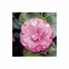 Discount 🤩 4ft Camellia 'Marie Bracey' | 7L Pot | Camellia japonica ❤️