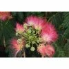 Brand new 😀 Albizia julibrissin ombrella ('Boubri') (PBR) | Silk Tree | 12L Pot | 150-180cm | By Frank P Matthews ✨