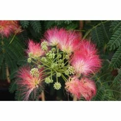 Brand new 😀 Albizia julibrissin ombrella ('Boubri') (PBR) | Silk Tree | 12L Pot | 150-180cm | By Frank P Matthews ✨