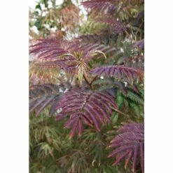 Best reviews of ✨ Albizia julibrissin 'Summer Chocolate' (PBR) | Silk Tree | 12L Pot | 150-180cm | By Frank P Matthews 😍