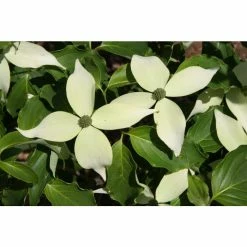 Brand new 👍 Cornus kousa 'White Fountain' | White Flowering 🦮 Dogwood Trees | 7L Pot | 120-150cm | By Frank P Matthews ⌛
