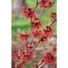 Buy ⭐ Hamamelis × intermedia 'Diane' | Red Witch Hazel Tree | 12L Pot | 120-150cm 💯