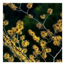 Brand new π€© Hamamelis x intermedia 'Pallida' | Yellow Witch Hazel Tree | 12L Pot | 120-150cm π