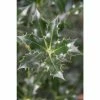Cheap 🎁 Ilex aquifolium 'Alaska' | Holly Tree | 7L Pot | 120-150cm 🧨
