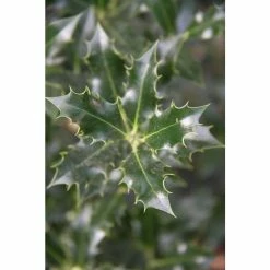 Cheap 🎁 Ilex aquifolium 'Alaska' | Holly Tree | 7L Pot | 120-150cm 🧨