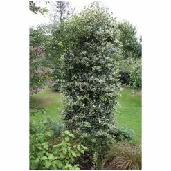 Outlet 🔔 Ilex aquifolium 'Argentea Marginata' | Silver-margined Holly | 7L Pot | 120-150cm 🎉