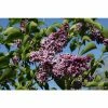 Coupon ⭐ 4ft Sensation' Lilac | 7L Pot | Syringa vul 'Sensation' 🧨