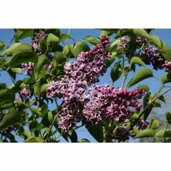 Coupon ⭐ 4ft Sensation' Lilac | 7L Pot | Syringa vul 'Sensation' 🧨