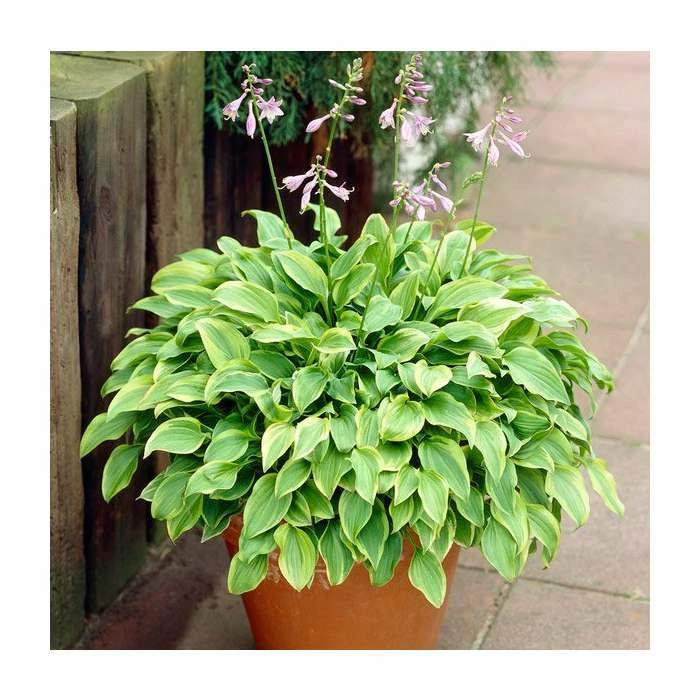 Buy ๐ 20-50cm Hosta 'Golden Tiara' | 1L Pot ๐ 1 Buy ๐ 20-50cm Hosta 'Golden Tiara' | 1L Pot ๐