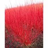 Outlet 🥰 0.6-1.6ft Red Stemmed 🦮 Dogwood | Bare Root | Cornus Alba 👏