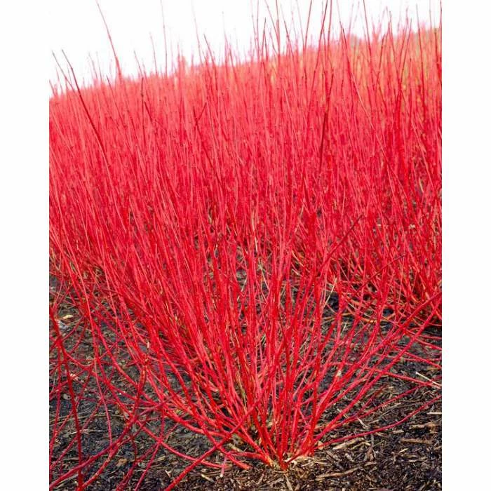 Outlet ๐ฅฐ 0.6-1.6ft Red Stemmed ๐ฆฎ Dogwood | Bare Root | Cornus Alba ๐ 1 Outlet ๐ฅฐ 0.6-1.6ft Red Stemmed ๐ฆฎ Dogwood | Bare Root | Cornus Alba ๐