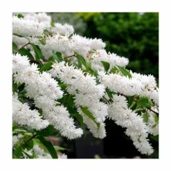 Hot Sale 🌟 0.6-1.6ft Deutzia Scabra | Bare Root ✔️