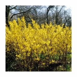 Buy 😉 0.6-1.6ft 'Spectabilis' Golden Bells | Bare Root | Forsythia Intermedia 🥰
