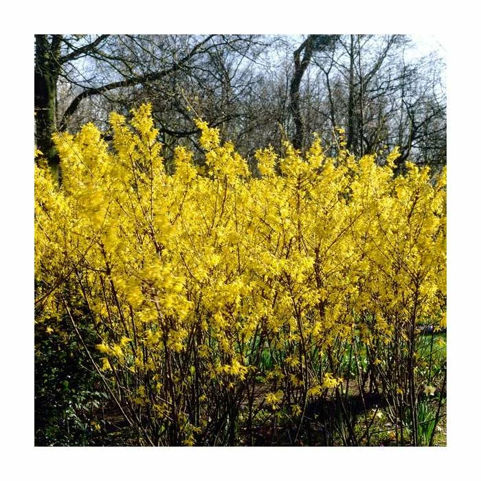 Buy ๐ 0.6-1.6ft 'Spectabilis' Golden Bells | Bare Root | Forsythia Intermedia ๐ฅฐ 1 Buy ๐ 0.6-1.6ft 'Spectabilis' Golden Bells | Bare Root | Forsythia Intermedia ๐ฅฐ