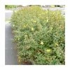 Best deal 👍 0.6-1.6ft St John's Wort | Bare Root | Hypericum Inodorum 🛒