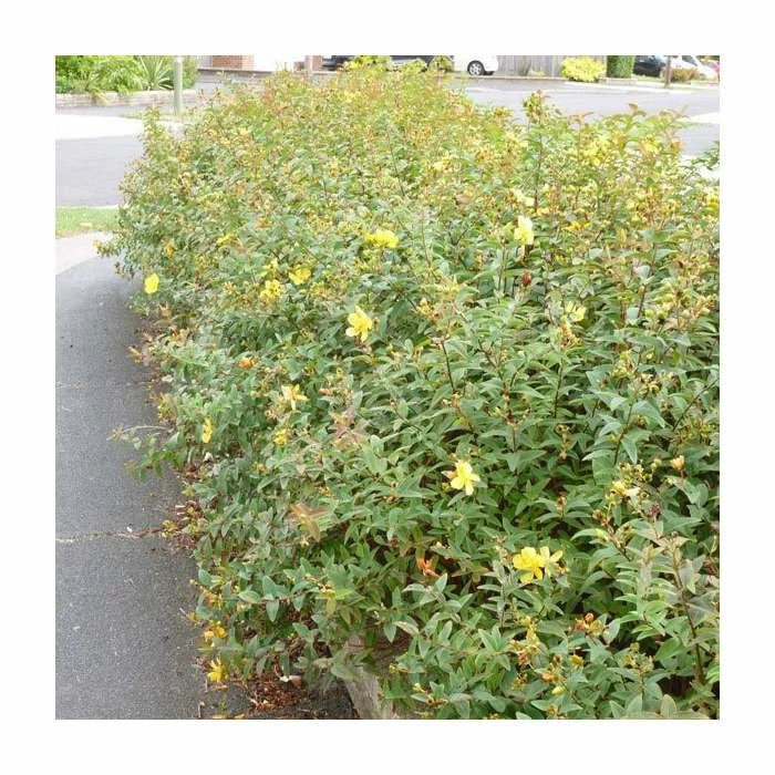 Best deal ๐ 0.6-1.6ft St John's Wort | Bare Root | Hypericum Inodorum ๐ 1 Best deal ๐ 0.6-1.6ft St John's Wort | Bare Root | Hypericum Inodorum ๐