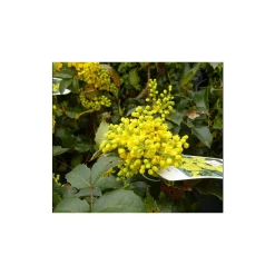 Coupon π₯ 0.6-1.6ft Mahonia 'Oregon Grape' | Bare Root | Mahonia aquifolium β