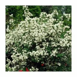 Coupon 🤩 0.6-1.6ft Mock Orange | Bare Root | Philadelphus Virginal 🔥
