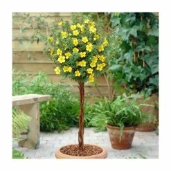 Hot Sale ⭐ 0.6-1.6ft Cinquefoil | Bare Root | Potentilla Fruticosa 🤩