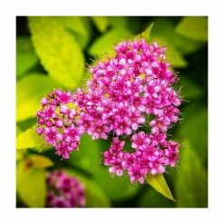 Best Pirce ⌛ 0.6-1.6ft Spirea 'Froebelii' | Bare Root | Spiraea Japonica 'Froebelii' 🔔