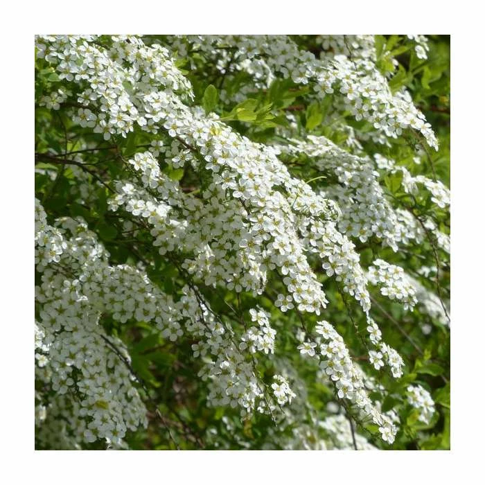Promo ๐ 0.6-1.6ft Bridal Wreath | Bare Root | Spiraea Vanhouttei โ 1 Promo ๐ 0.6-1.6ft Bridal Wreath | Bare Root | Spiraea Vanhouttei โ