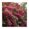 Wholesale ⌛ 0.6-1.6ft Weigela 'Bristol Ruby' | Bare Root 👍