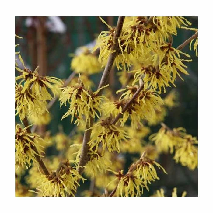 Best Pirce β€οΈ Hamamelis x intermedia 'Arnold Promise' | Yellow Witch Hazel Tree | 12L Pot | 150-180cm | By Frank P Matthews 𧨠1 Best Pirce β€οΈ Hamamelis x intermedia 'Arnold Promise' | Yellow Witch Hazel Tree | 12L Pot | 150-180cm | By Frank P Matthews π§¨