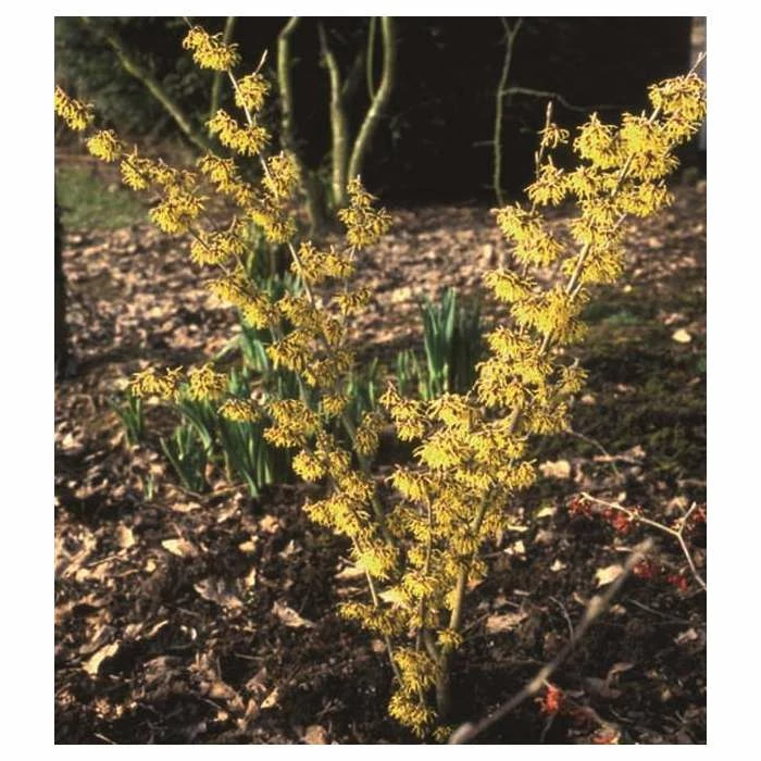 Best Pirce β€οΈ Hamamelis x intermedia 'Arnold Promise' | Yellow Witch Hazel Tree | 12L Pot | 150-180cm | By Frank P Matthews 𧨠2 Best Pirce β€οΈ Hamamelis x intermedia 'Arnold Promise' | Yellow Witch Hazel Tree | 12L Pot | 150-180cm | By Frank P Matthews 𧨠- Image 2