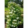 Budget ⭐ Viburnum plicatum Kilimanjaro | Flowering Viburnum Tree | 12L Pot | 120-150cm | By Frank P Matthews 😉