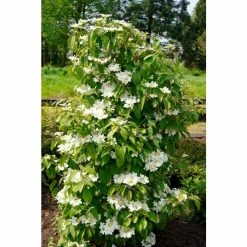 Budget ⭐ Viburnum plicatum Kilimanjaro | Flowering Viburnum Tree | 12L Pot | 120-150cm | By Frank P Matthews 😉