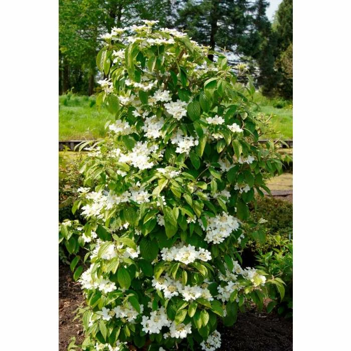 Budget โญ Viburnum plicatum Kilimanjaro | Flowering Viburnum Tree | 12L Pot | 120-150cm | By Frank P Matthews ๐ 1 Budget โญ Viburnum plicatum Kilimanjaro | Flowering Viburnum Tree | 12L Pot | 120-150cm | By Frank P Matthews ๐