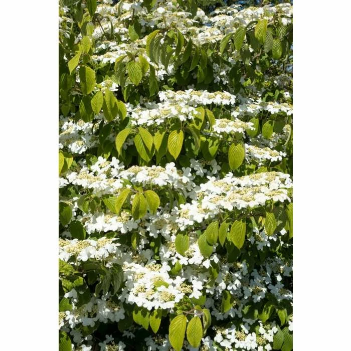 Budget โญ Viburnum plicatum Kilimanjaro | Flowering Viburnum Tree | 12L Pot | 120-150cm | By Frank P Matthews ๐ 2 Budget โญ Viburnum plicatum Kilimanjaro | Flowering Viburnum Tree | 12L Pot | 120-150cm | By Frank P Matthews ๐ - Image 2
