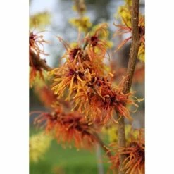 Best deal 🔔 Hamamelis x intermedia 'Jelena' | Orange Witch Hazel Tree | 12L Pot | 150-180cm | By Frank P Matthews 🎉