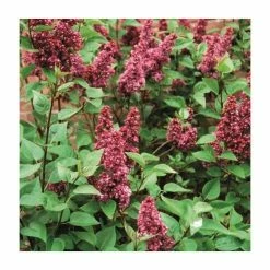 Top 10 😀 4ft 'Charles Joly' Lilac | 7L Pot | Syringa vul 'Charles Joly' | By Frank P Matthews™ 😀